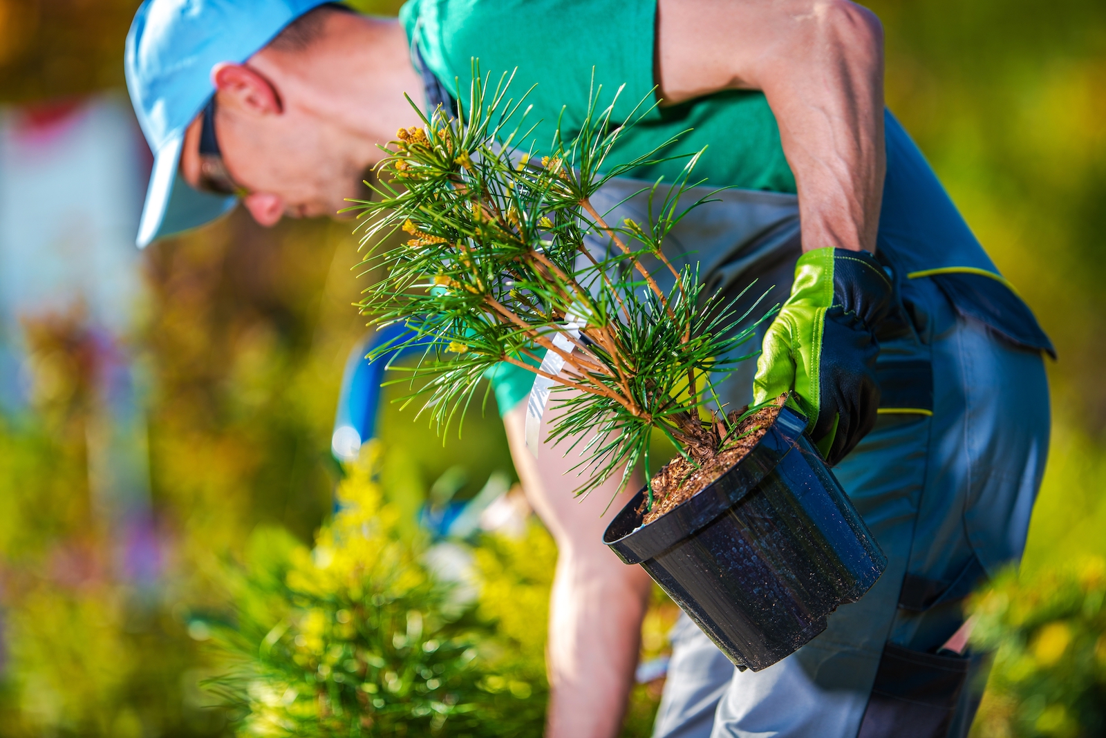 landscaping